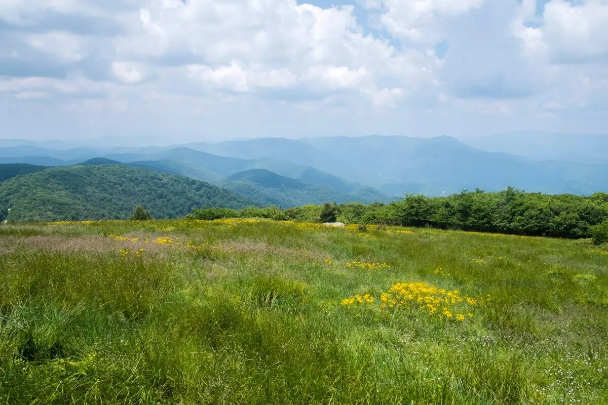 A sweeping view of rolling hills dotted with vibrant wildflowers, with distant mountains rising beneath a bright blue sky. The foreground hints at hiking trails winding through the meadows, emphasizing the area's natural beauty and opportunities for exploration.